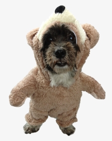 Teddy Bear Schnoodle, HD Png Download, Transparent PNG