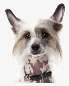 Chinese Crested Boston Terrier Mix, HD Png Download, Transparent PNG