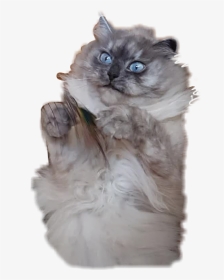#fluffy #cat #hairy #scary #neva #angrycat #angry #grab - British Longhair, HD Png Download, Transparent PNG
