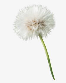 #freetoedit #flower #blume #pusteblume #dandelion - Dandelion, HD Png Download, Transparent PNG