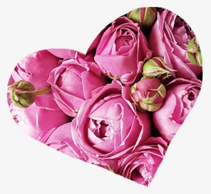 #love #heart #roses #peonies #spring #flower #pink - Garden Roses, HD Png Download, Transparent PNG