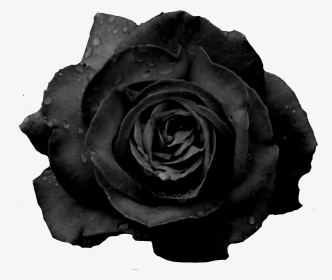 #blackrose #freetoedit - Black Rose Flower Png, Transparent Png, Transparent PNG