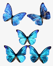 Blue Transparent Butterflies, HD Png Download, Transparent PNG