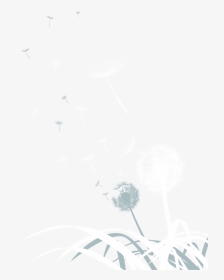 Dandelion Png Image Background - Monochrome, Transparent Png, Transparent PNG