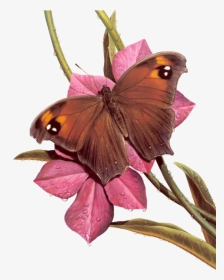 Flower Bouquet, HD Png Download, Transparent PNG