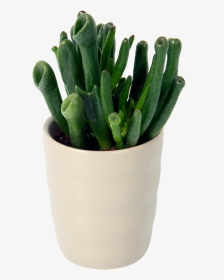 Cactus, HD Png Download, Transparent PNG