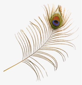 #feather #feathers #peacock #peacockfeather #peacockfeathers - Macro Photography, HD Png Download, Transparent PNG