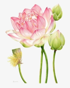 #ftestickers #watercolor #flower #lotus - Botanical Illustration Lotus, HD Png Download, Transparent PNG