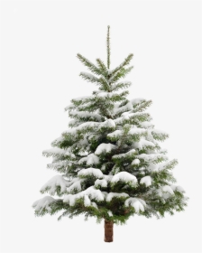 #ftestickers #winter #snow #landscape #tree #pine - Pine Tree With Snow Png, Transparent Png, Transparent PNG