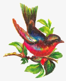 Free Bird Clip Art - Beautiful Bird Clipart Colorful, HD Png Download, Transparent PNG