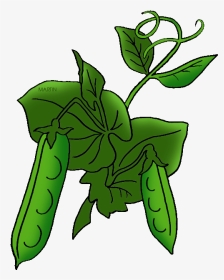Pea Plant - Pea Plant Clip Art, HD Png Download, Transparent PNG