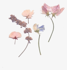 #pink #pinktheme #pinkaesthetic #aesthetic #flowers - Pressed Dried Flower Png, Transparent Png, Transparent PNG