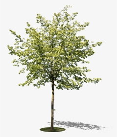 Tree Textures Png, Transparent Png, Transparent PNG