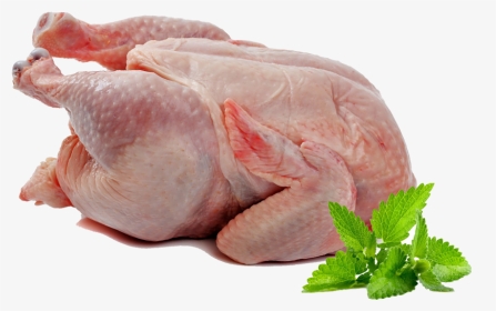 Full Bird - 45 Days Chicken Meat, HD Png Download, Transparent PNG