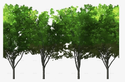Png/design 0000s Foreground Trees , Png Download - Maidenhair Tree, Transparent Png, Transparent PNG