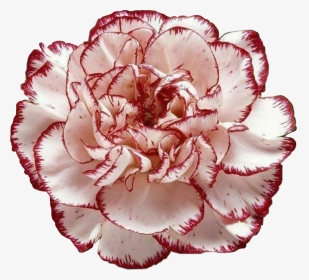 Carnation January Birth Flower, HD Png Download, Transparent PNG