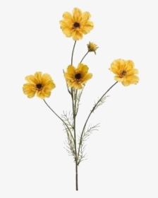 Mustard Colour Flowers, HD Png Download, Transparent PNG