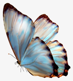 Butterfly, HD Png Download, Transparent PNG