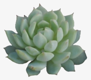 #plant #succulent #plantmom #nature #minimalism #minimalist - Succulent Plants Transparent Background, HD Png Download, Transparent PNG