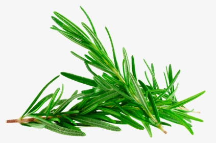 Rosemary Plant Png, Transparent Png, Transparent PNG