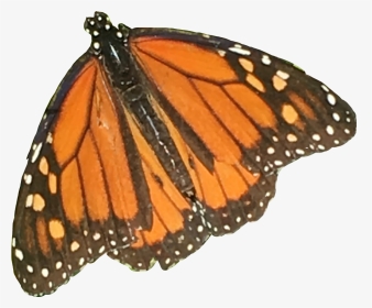 #orange #butterfly #monarch #nature #aesthetic #moodboard - Monarch Butterfly, HD Png Download, Transparent PNG