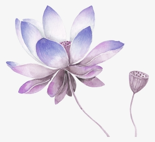Collection Of Free Lilac Drawing - Watercolor Lotus Flower Png, Transparent Png, Transparent PNG