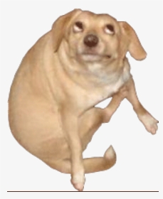 Oh You Dog Gif, HD Png Download, Transparent PNG