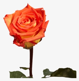 Single Roses For Valentine S Day Gifts - Floribunda, HD Png Download, Transparent PNG