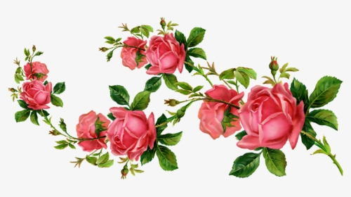 #ceiaxostickers #transparent #overlay #sticker #tumblr - Garden Roses, HD Png Download, Transparent PNG