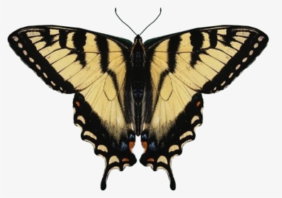 Eastern Tiger Swallowtail Butterfly Wings, HD Png Download, Transparent PNG