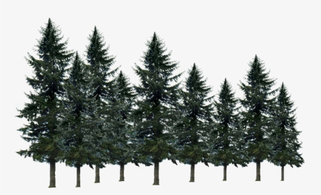 #pine Tree - Shortleaf Black Spruce, HD Png Download, Transparent PNG
