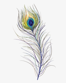 #feather #feathers #peacock #peacockfeather #peacockfeathers - Sketch, HD Png Download, Transparent PNG