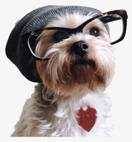 Hipster Dog, HD Png Download, Transparent PNG