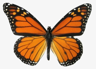 #butterfly #monarchbutterfly #monarch #orange #insect - Real Monarch Butterfly Wings, HD Png Download, Transparent PNG