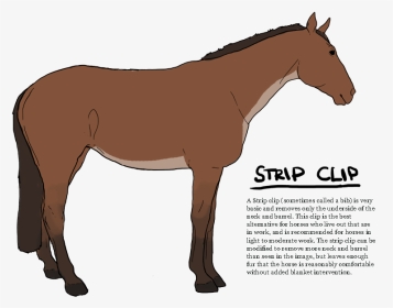 Transparent Bib Png - Strip Clip For Horses, Png Download, Transparent PNG