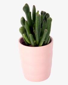Flowerpot, HD Png Download, Transparent PNG