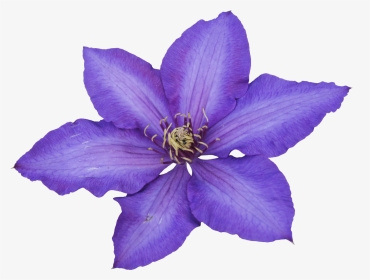 Flores En Png, Transparent Png, Transparent PNG