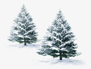 Snow Christmas Tree Png, Transparent Png, Transparent PNG