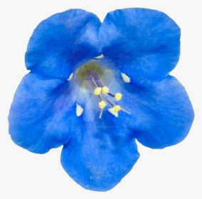 Blue Flower Png By Bunny With Camera On Deviantart - Real Blue Flower Png, Transparent Png, Transparent PNG