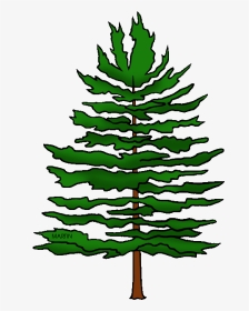 Pine Trees - Eastern White Pine Clipart, HD Png Download, Transparent PNG
