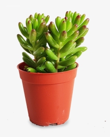Flowerpot, HD Png Download, Transparent PNG