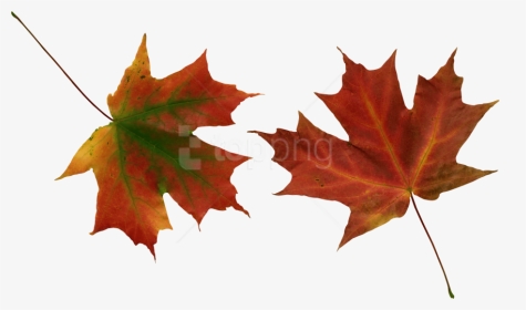 Free Png Autumn Leaves Png Images Transparent - Hoja Seca De Otoño, Png Download, Transparent PNG