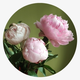 Pink Peony Wedding - Common Peony, HD Png Download, Transparent PNG