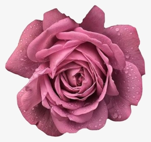 #rose #rosesflower #rosespink #pink #pinkrose #flower - Floribunda, HD Png Download, Transparent PNG