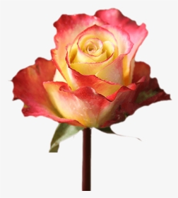 Valentine S Day Fundrasing With Flowers Single Roses - Floribunda, HD Png Download, Transparent PNG