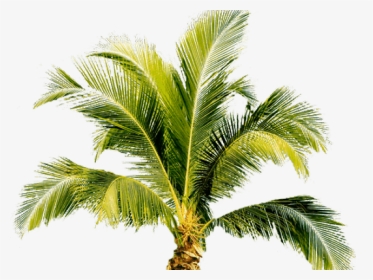 Palm Tree Png Transparent Images - Small Palm Tree Png, Png Download, Transparent PNG