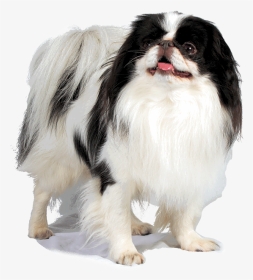 Japanese Chin White Background, HD Png Download, Transparent PNG