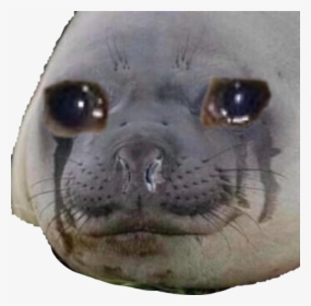 Crying Seal, HD Png Download, Transparent PNG