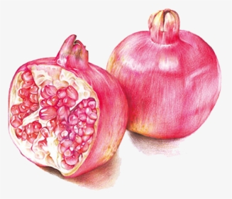 Pomegranate Drawing Pencil - Colored Pencil Fruit Art Drawing, HD Png Download, Transparent PNG