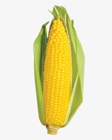 Transparent Sweet Corn Clipart - Nào Tối Nay Ăn Gì Thế Lưỡng Nan Của Loài Ăn Tạp, HD Png Download, Transparent PNG